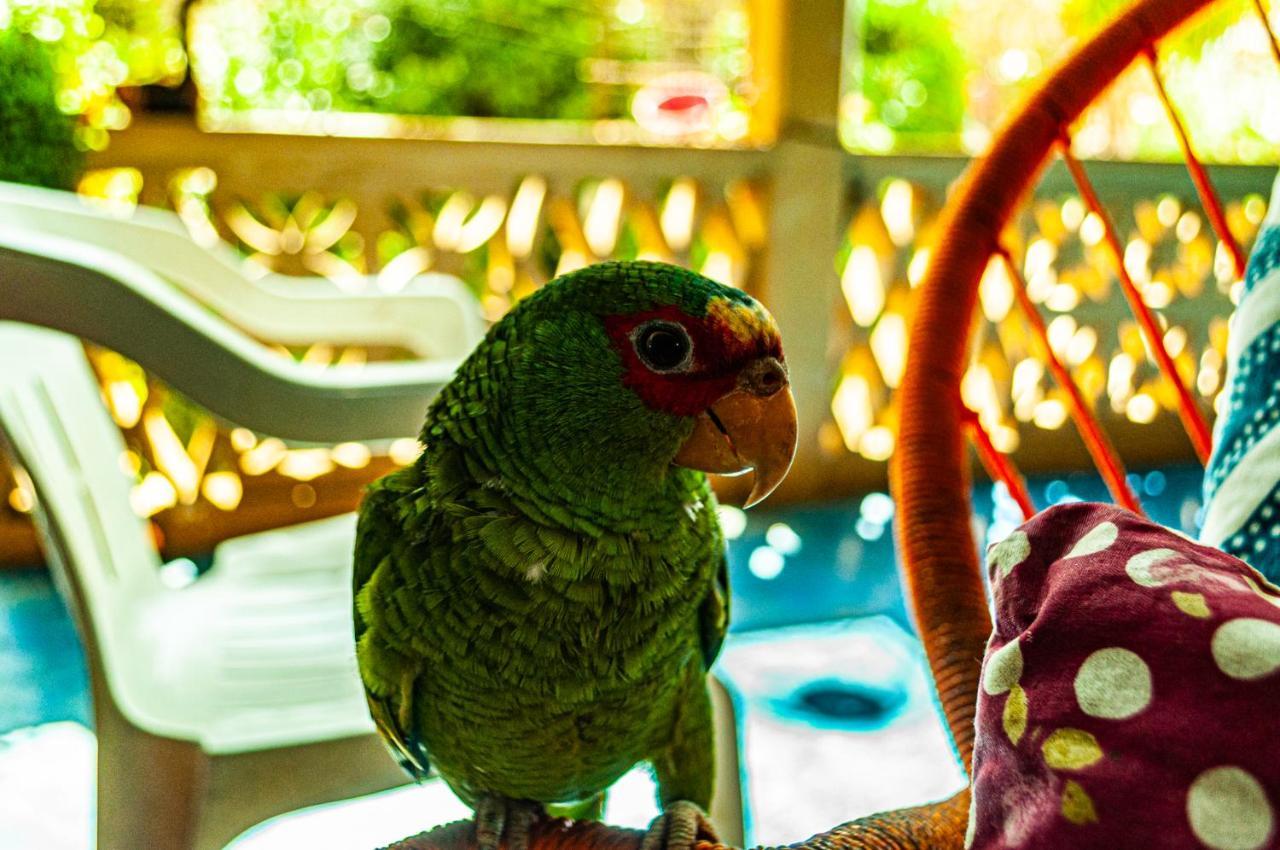 Hotel Capy Puerto Ángel Kültér fotó